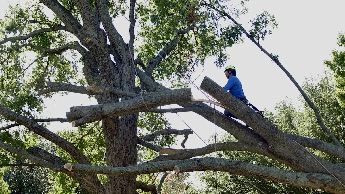 Professional Crown Thinning performed by certified arborists in Jessup